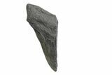 Partial, Fossil Megalodon Tooth - Serrated Blade #240130-1